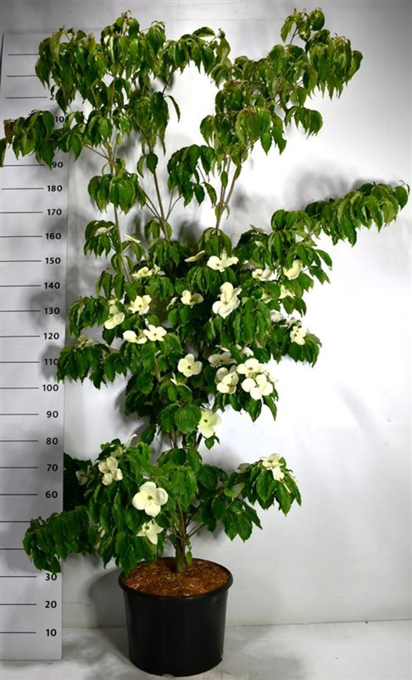 Cornus k. 'Teutonia' - C25 175-200 CM